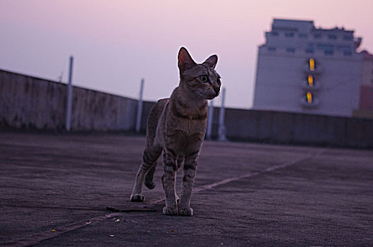 楼顶野猫