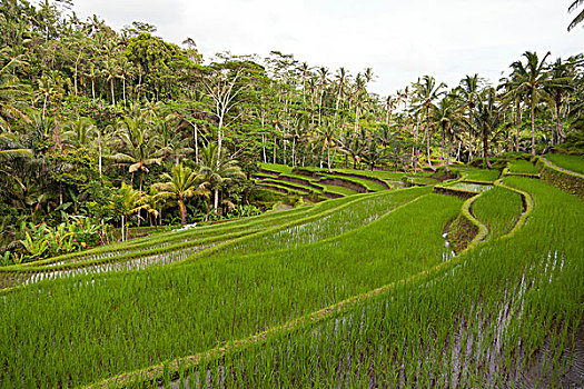 稻米梯田,靠近,巴厘岛,印度尼西亚