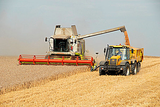 小麦,作业控制块,拖拉机,拖车,九月,赫特福郡,英格兰,英国,欧洲