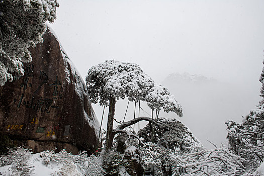 雪中迎客松