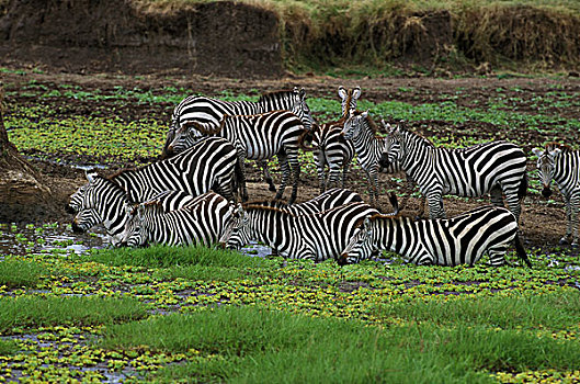 马,牧群,站立,沼泽,肯尼亚