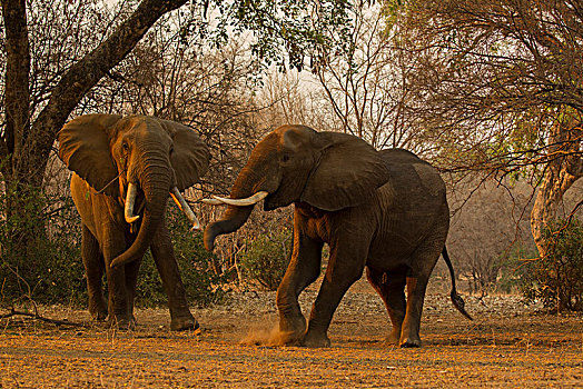 两个,非洲象,争斗,津巴布韦,非洲