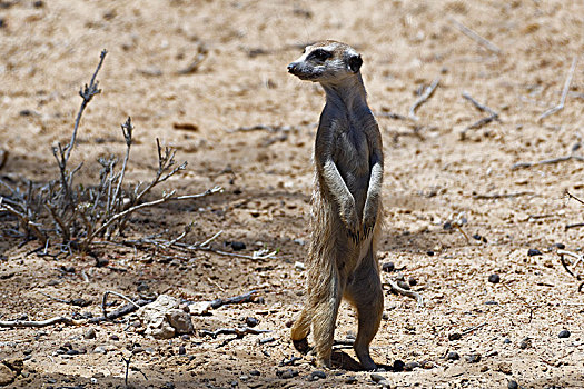 猫鼬,细尾獴属,成年,男性,站立,警惕,卡拉哈迪大羚羊国家公园,北开普,南非,非洲