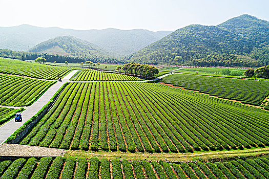 茶园美景