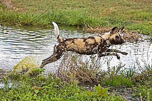 非洲野狗,非洲野犬属,成年,水边,洞,纳米比亚