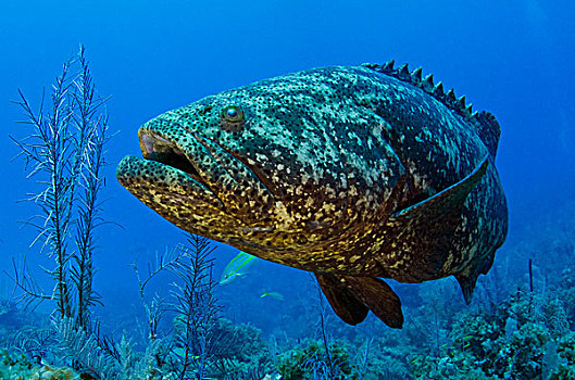 石斑鱼,石斑鱼属,国家公园,古巴