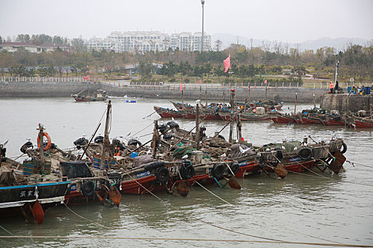 山东省日照市,上千只海鸥在渔码头翩翩飞舞,成冬天里的一道风景