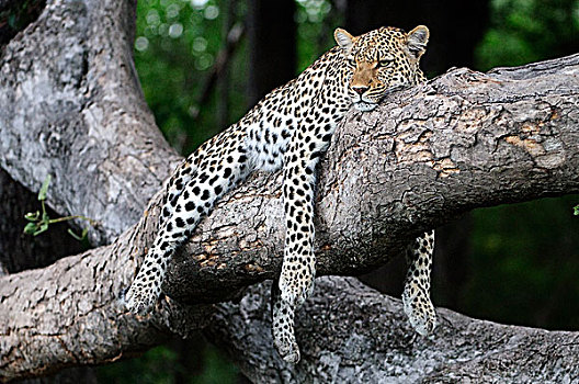 豹,休息,博茨瓦纳