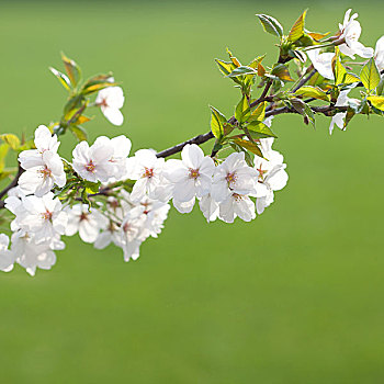 樱花,花