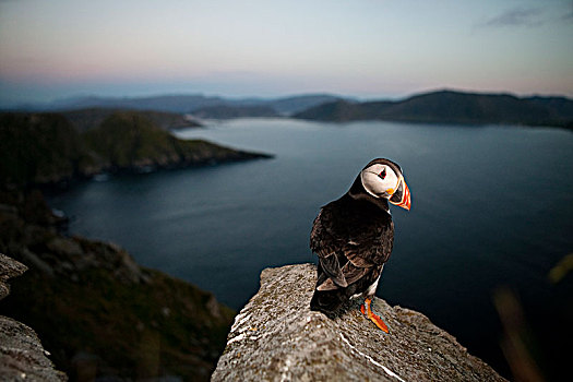 挪威,大西洋角嘴海雀,角嘴海雀,北极,栖息,石头