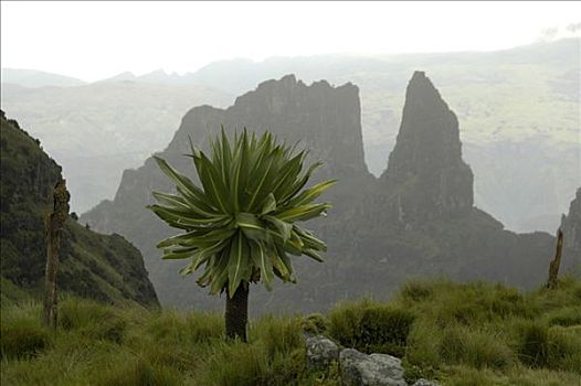 巨大,山梗莱属植物,正面,崎岖,山,山峦,靠近,埃塞俄比亚