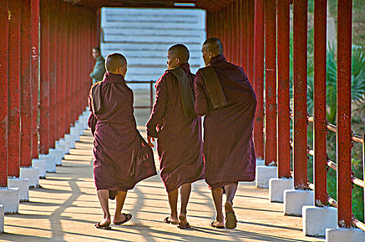 缅甸,巴格,年轻,僧侣,穿,紫色,走,并排