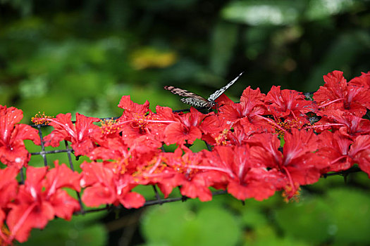 槟城蝴蝶公园