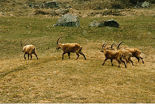 高山,野生山羊,大帕拉迪索国家公园,意大利