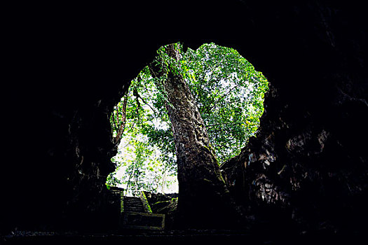 树,洞穴