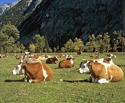 母牛,英国,提洛尔,奥地利