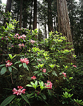 加利福尼亚,海岸,红杉,州立公园,红杉国家公园,杜鹃花属植物,花,成熟林,北美红杉,树林,大幅,尺寸