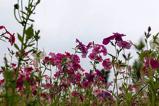 长春花花海