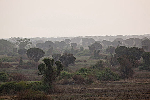 风景,黃昏,伊丽莎白女王国家公园,乌干达