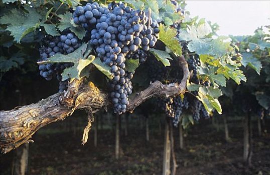 蒙蒂普尔查诺红葡萄酒,葡萄,棚架,意大利