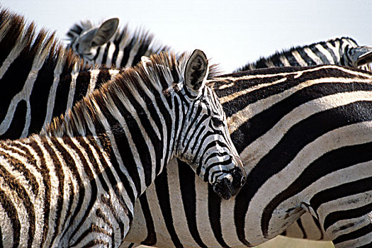 肯尼亚,内罗毕国家公园,平原斑马,比赛,斑马,黑白,条纹图案