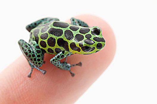 黑色,斑点,绿色,毒物,飞镖,青蛙,手指,艾伯塔省,加拿大