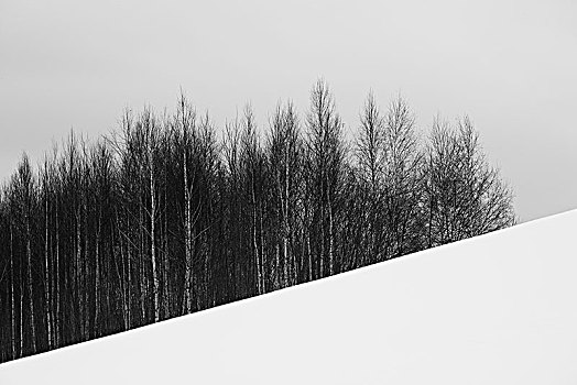 积雪,冬季风景,山,小,矮林,远景,美瑛