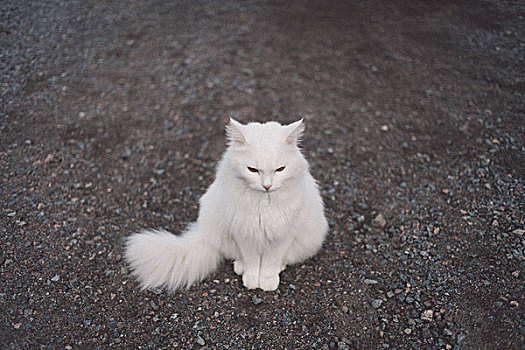 俯拍,白色,猫,坐,砾石