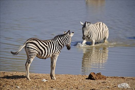 平原斑马,斑马,水坑,埃托沙国家公园,纳米比亚,非洲
