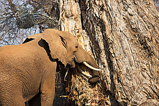 非洲象,猴面包树,树皮,露营,克鲁格国家公园,南非