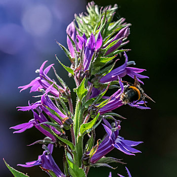 蜜蜂,进食,蓝色,山梗莱属植物