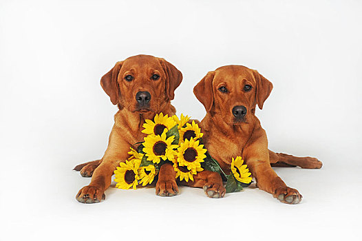 拉布拉多犬,黄色,年轻,狗,卧,并排,向日葵,奥地利,欧洲