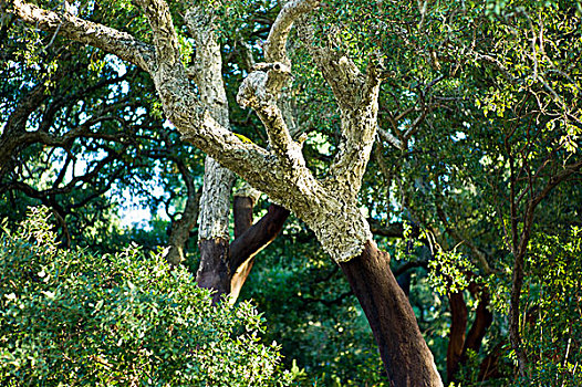 栓皮栎,西班牙栓皮栎,峡谷,葡萄牙,欧洲