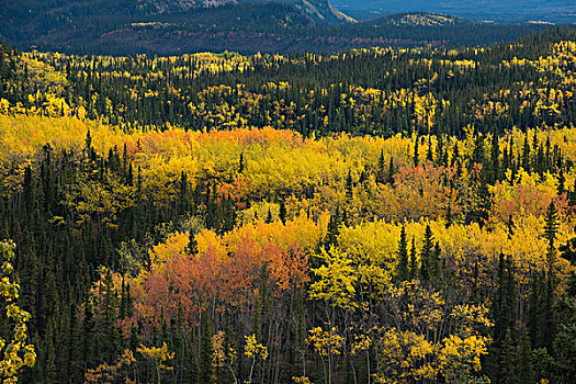 秋景,德纳里峰国家公园,阿拉斯加,美国,北美