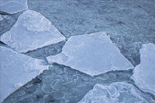 海冰,乘筏,一起,形态,浮冰,罗斯海,南极