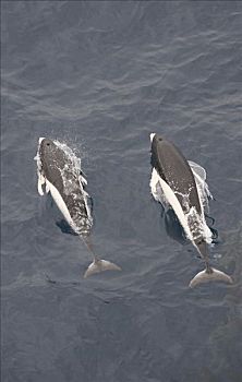 俯拍,两个,鲸,游动,海洋,南露脊鲸,海豚,智利