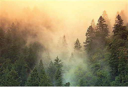 树,薄雾,研钵体,州立公园,索诺玛山谷,加利福尼亚,美国