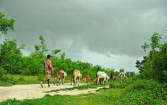 走,畜群,道路,孟加拉,六月,2008年