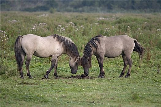 野马,马,一对,互动,上方,粪,堆,自然保护区,荷兰