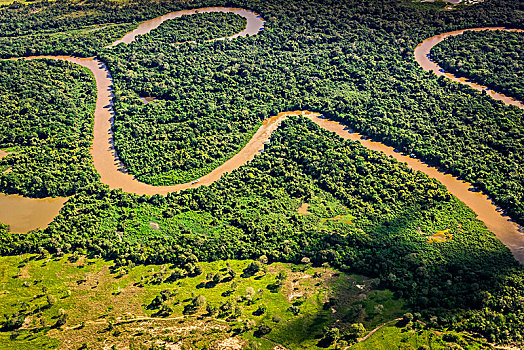 丛林,潘塔纳尔,南马托格罗索州,巴西,南美
