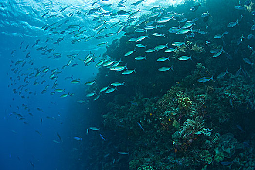 鱼群,鱼,深潜,群岛,海洋,保存,南,苏拉威西岛,印度尼西亚,亚洲