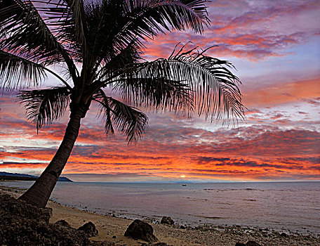 椰树,椰,日落,靠近,薄荷岛,菲律宾