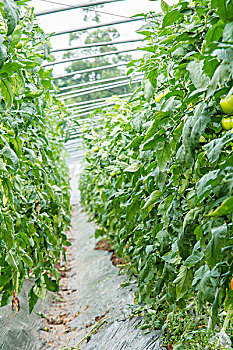 温室大棚种植的西红柿