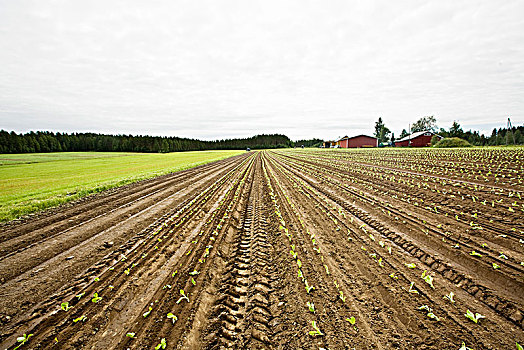 种植园,卷心菜,芬兰