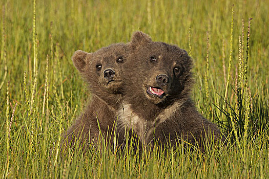 棕熊,幼兽,克拉克湖,国家公园,阿拉斯加,美国