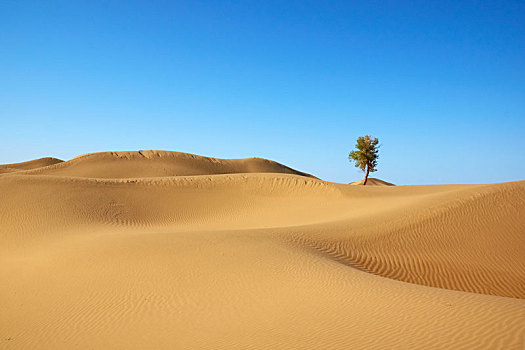 沙漠中一棵树