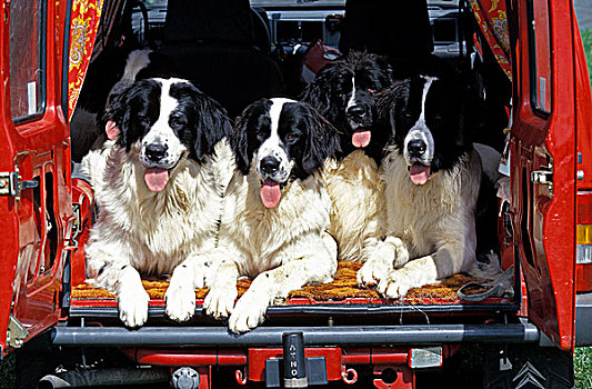 狗,成年,后面,红色,汽车