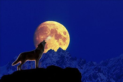 狼,叫喊,满月