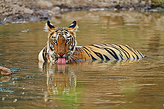 皇家,孟加拉虎,喝,水坑,虎,自然保护区,印度