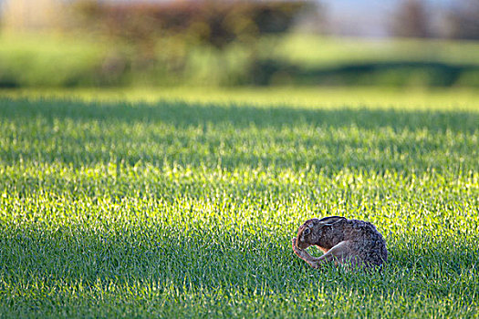 欧洲野兔,成年,腿,坐,作物,地点,晚间,阳光,苏格兰边境,苏格兰,英国,欧洲